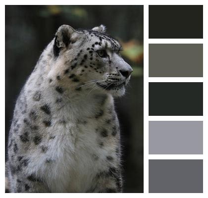 Wildlife Snow Leopard Animal Image